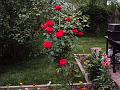 rose 025